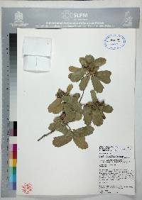 Quercus grisea image