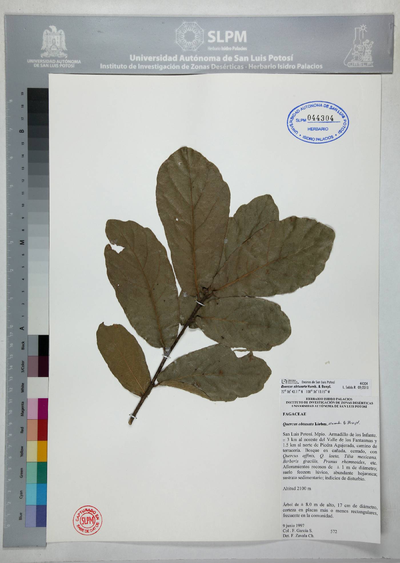 Quercus obtusata image