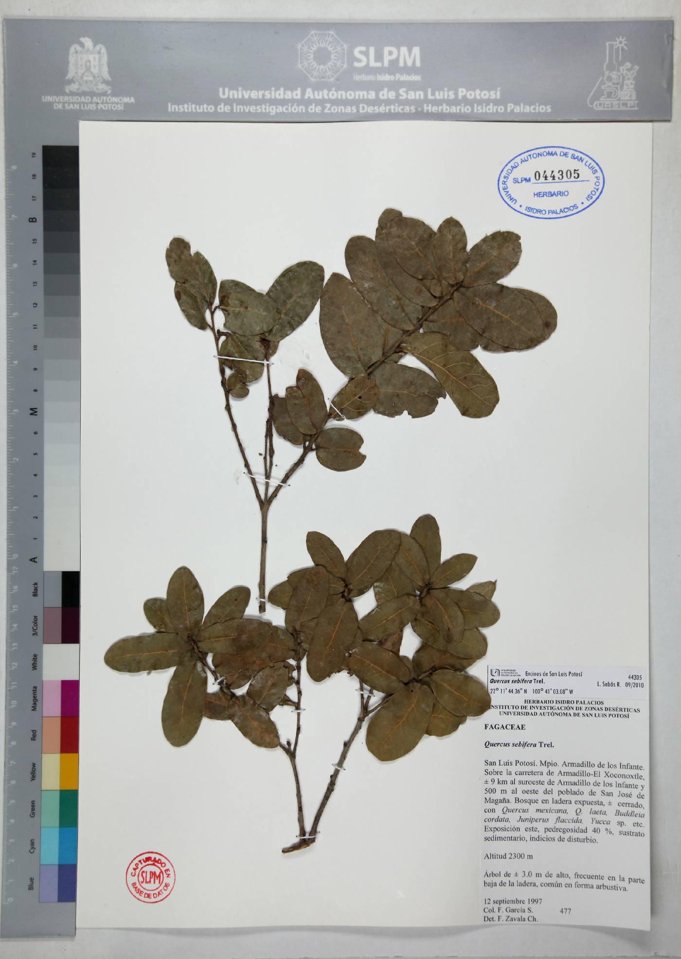 Quercus sebifera image