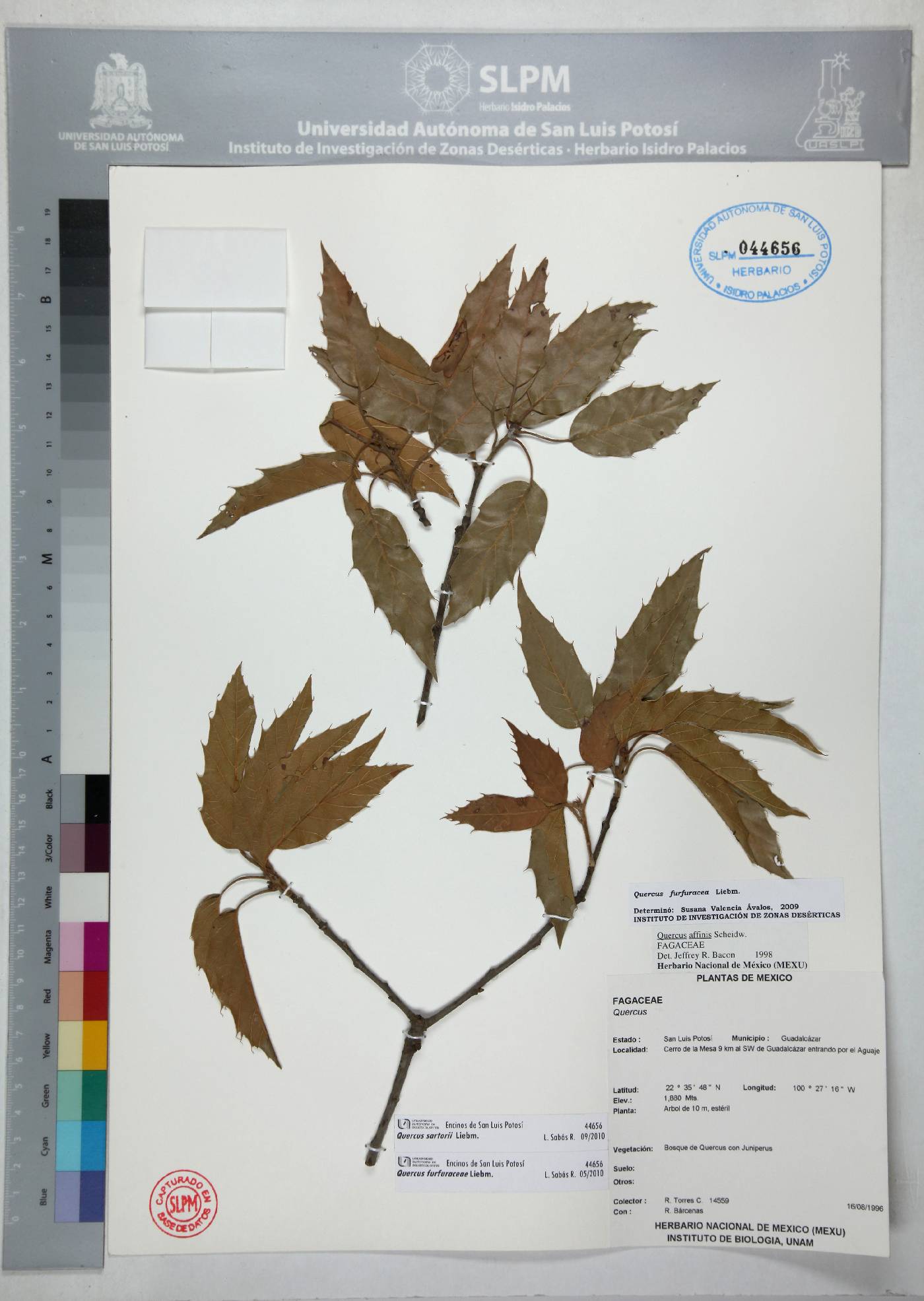 Quercus sartorii image