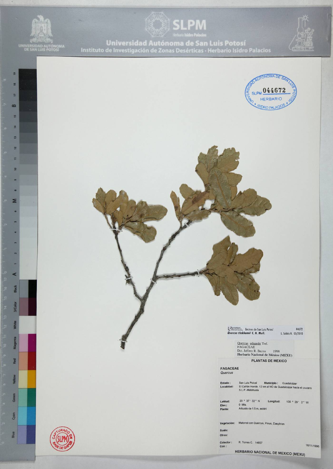 Quercus tinkhamii image