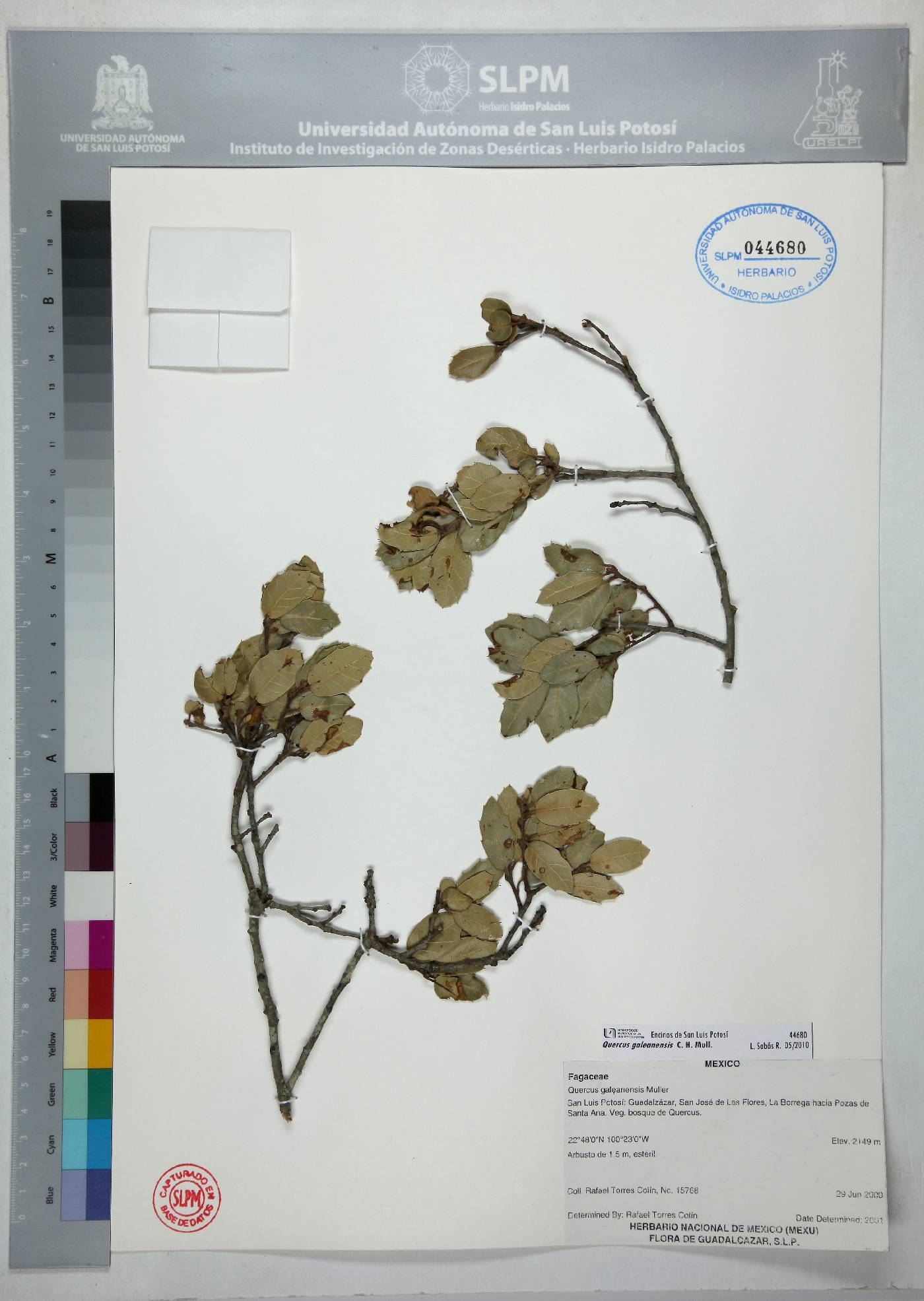 Quercus galeanensis image