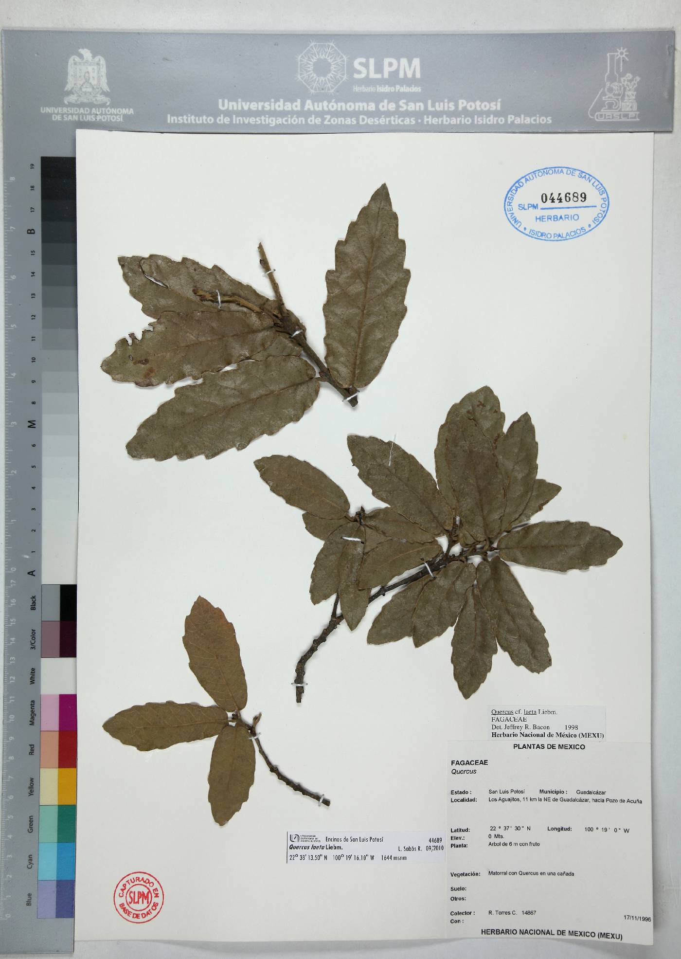 Quercus laeta image