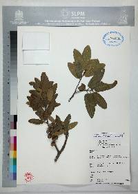 Quercus mexicana image