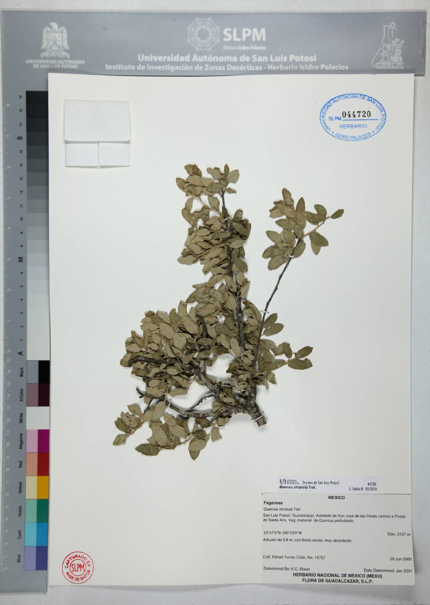 Quercus striatula image