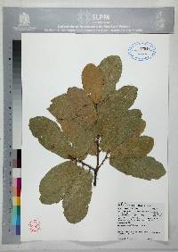 Quercus obtusata image