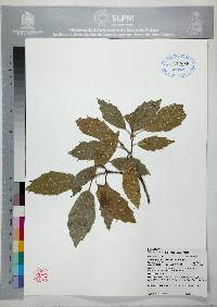 Quercus sartorii image