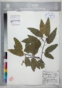 Quercus sartorii image