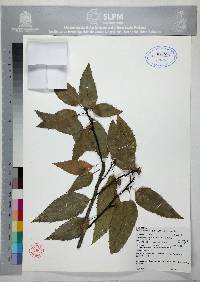 Quercus sartorii image