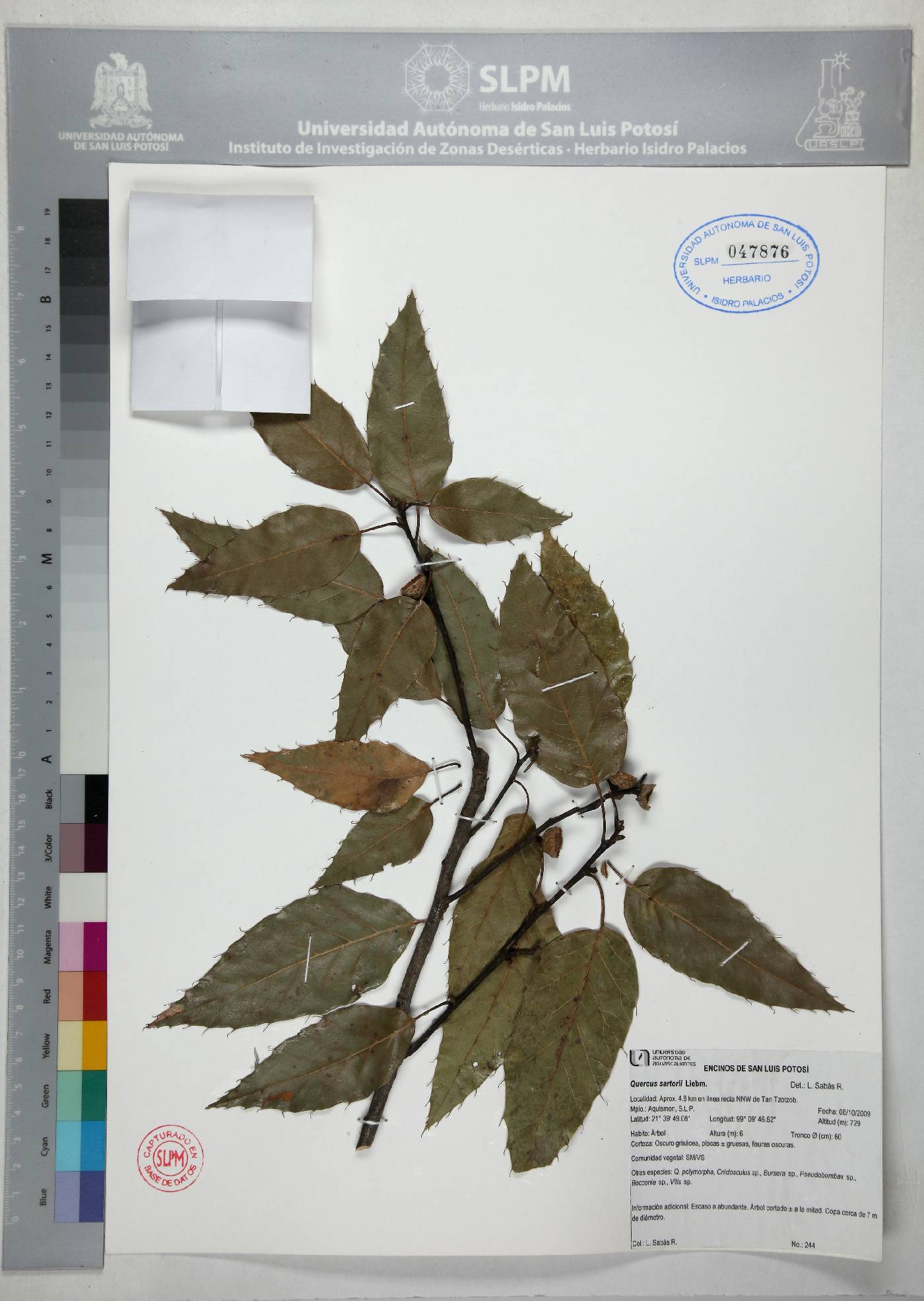 Quercus xalapensis image