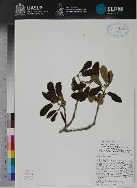 Quercus ariifolia image