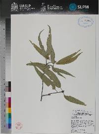 Quercus viminea image