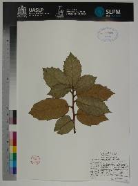 Quercus crassifolia image