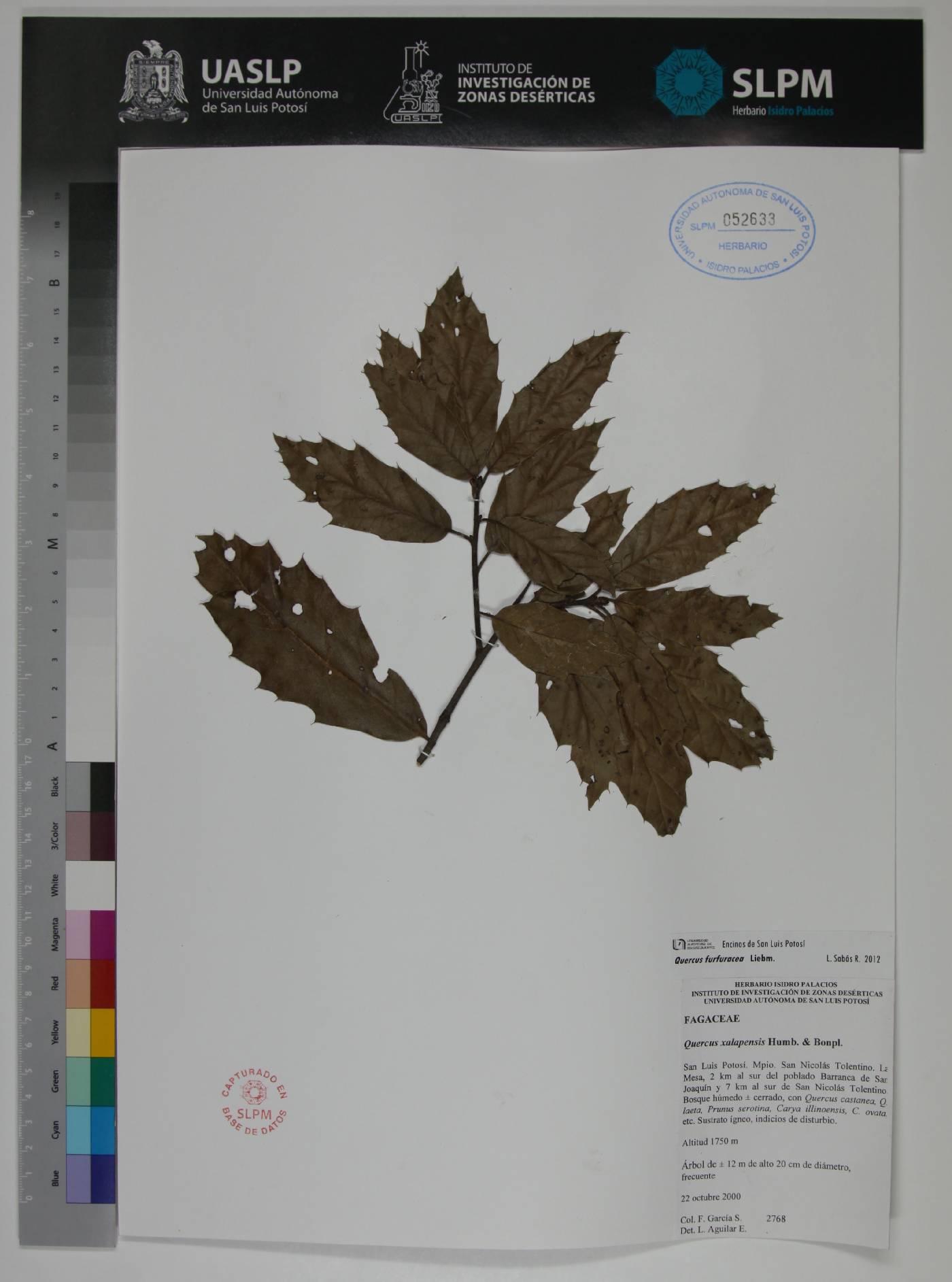 Quercus furfuracea image