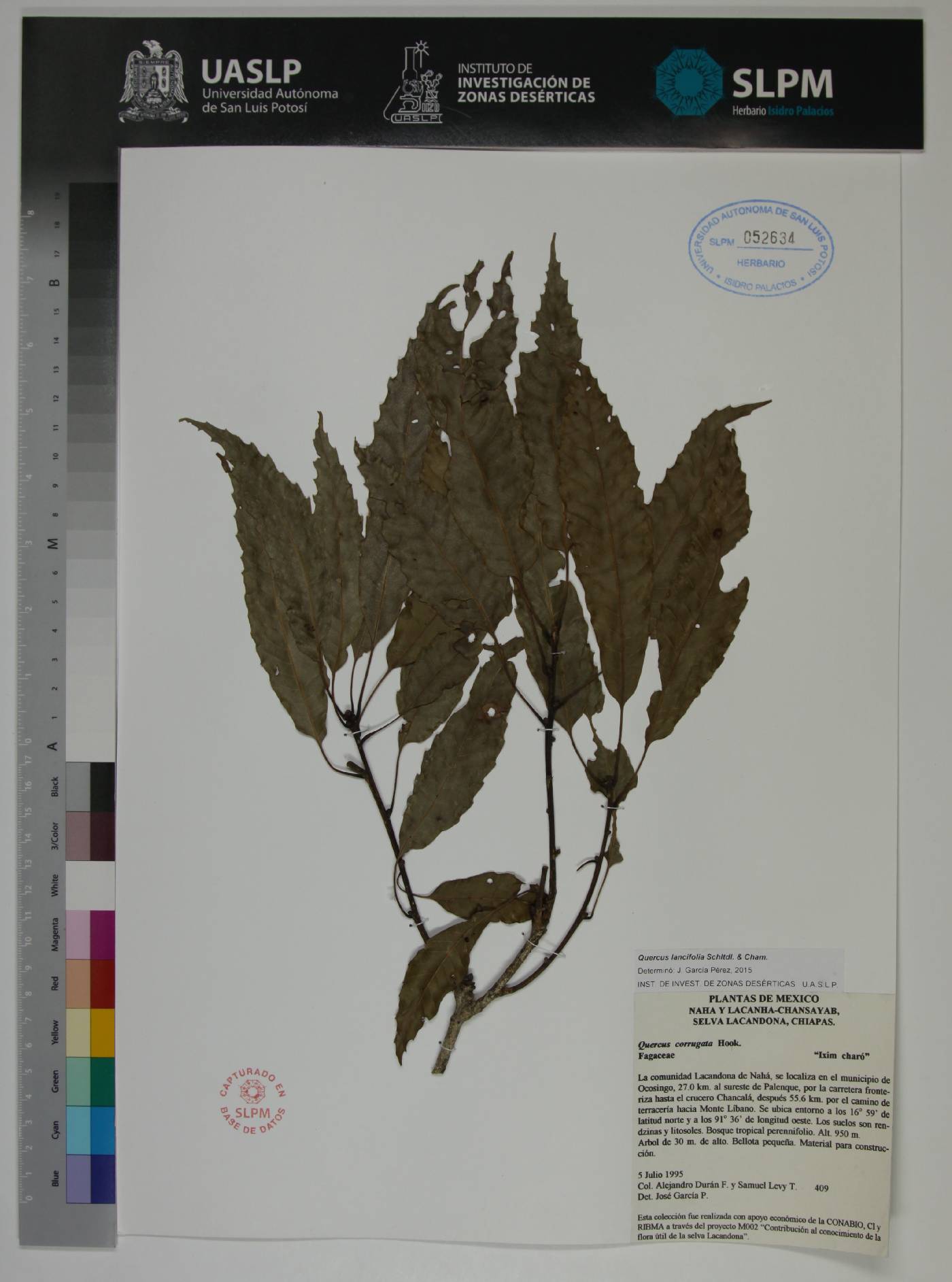 Quercus lancifolia image