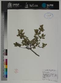 Image of Quercus microphylla