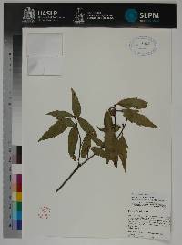 Quercus sartorii image