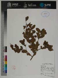 Quercus sebifera image