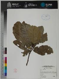 Image of Quercus splendens