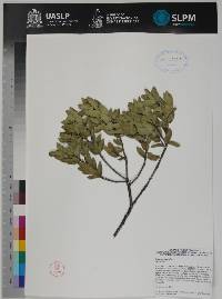 Image of Quercus opaca