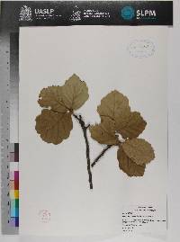 Image of Quercus crassifolia