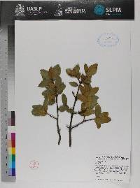 Quercus eduardi image