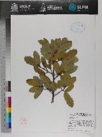 Quercus laeta image