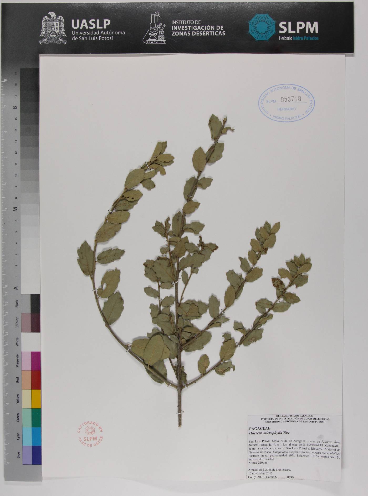 Quercus microphylla image