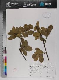 Quercus potosina image