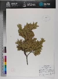 Quercus pringlei image