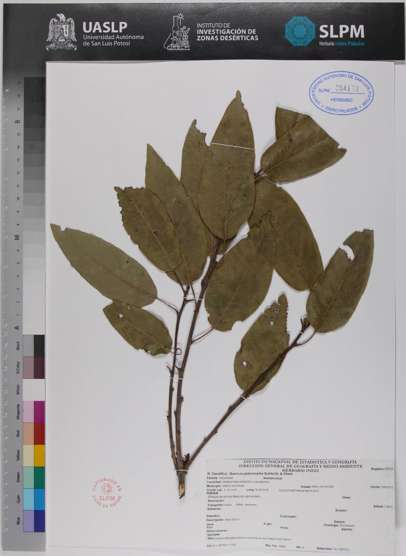 Quercus polymorpha image