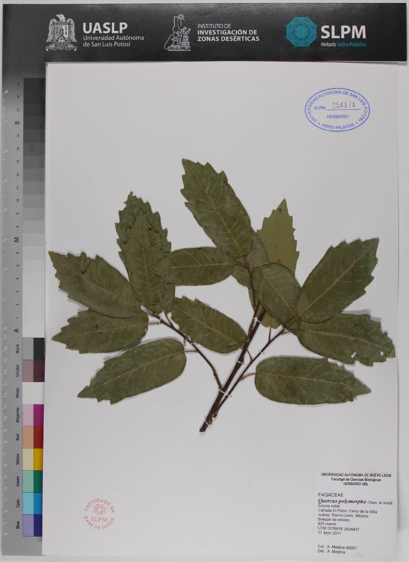 Quercus polymorpha image