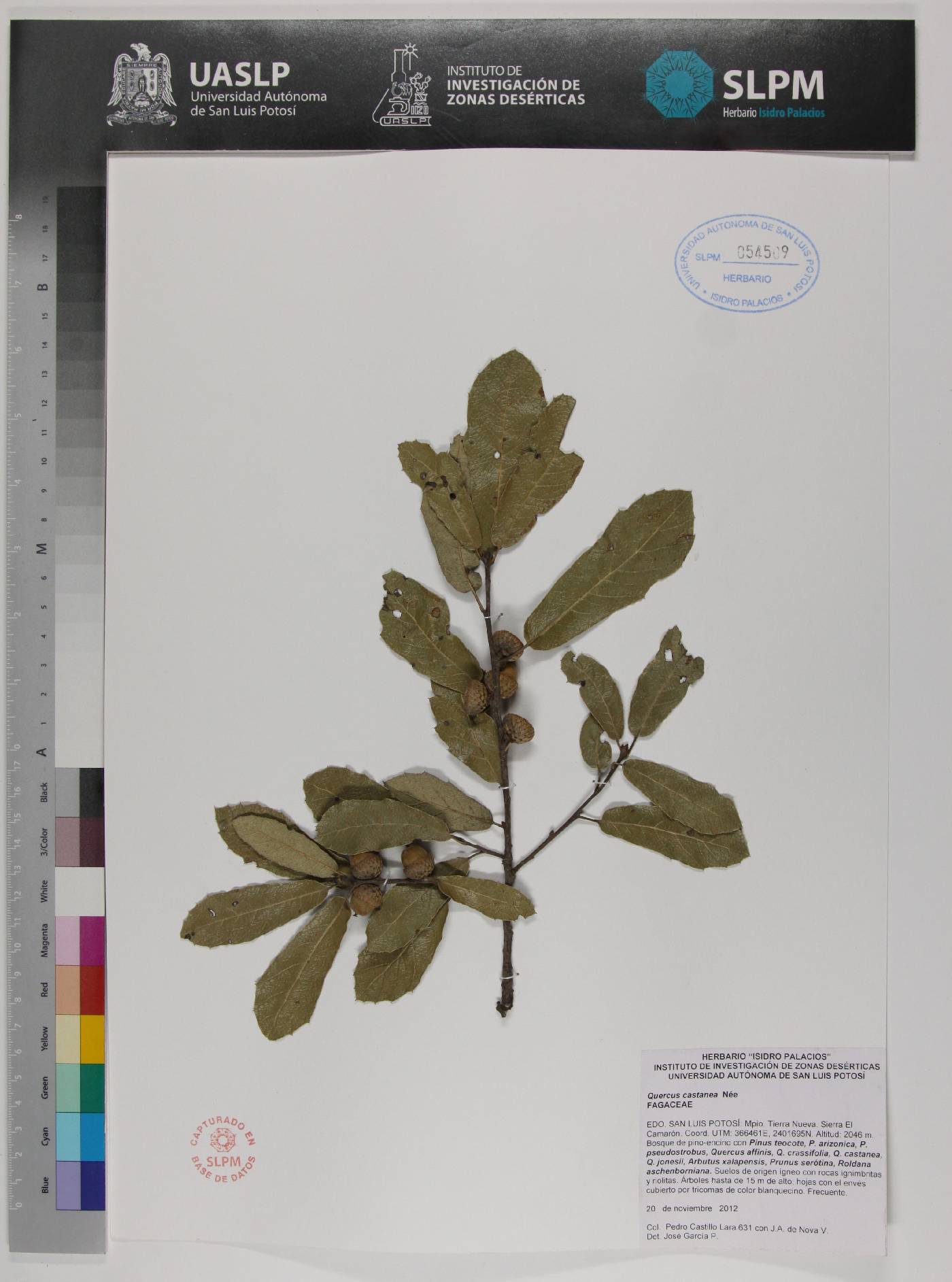 Quercus castanea image