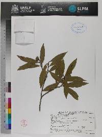 Image of Quercus delgadoana