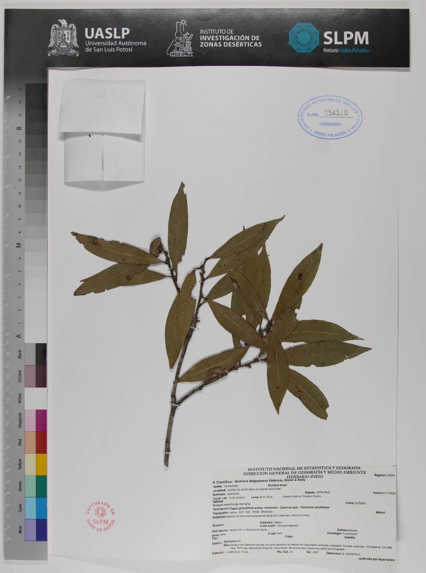 Quercus delgadoana image