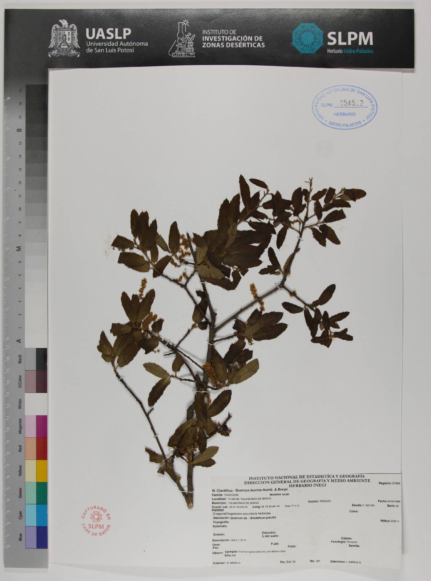 Quercus laurina image