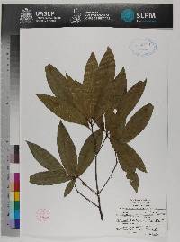 Quercus pinnativenulosa image