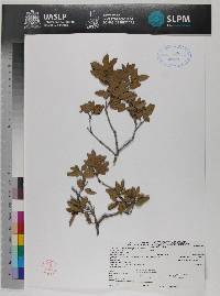 Quercus pringlei image