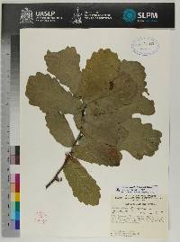 Quercus laceyi image