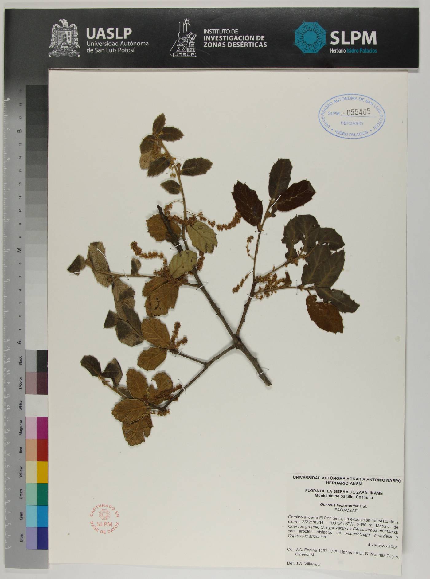 Quercus hypoxantha image