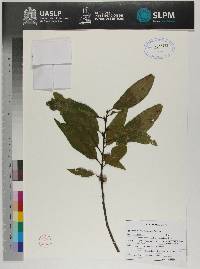 Quercus pinnativenulosa image