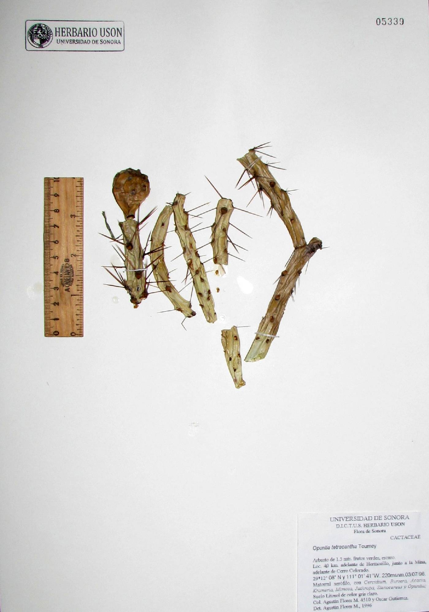 Cylindropuntia × tetracantha image