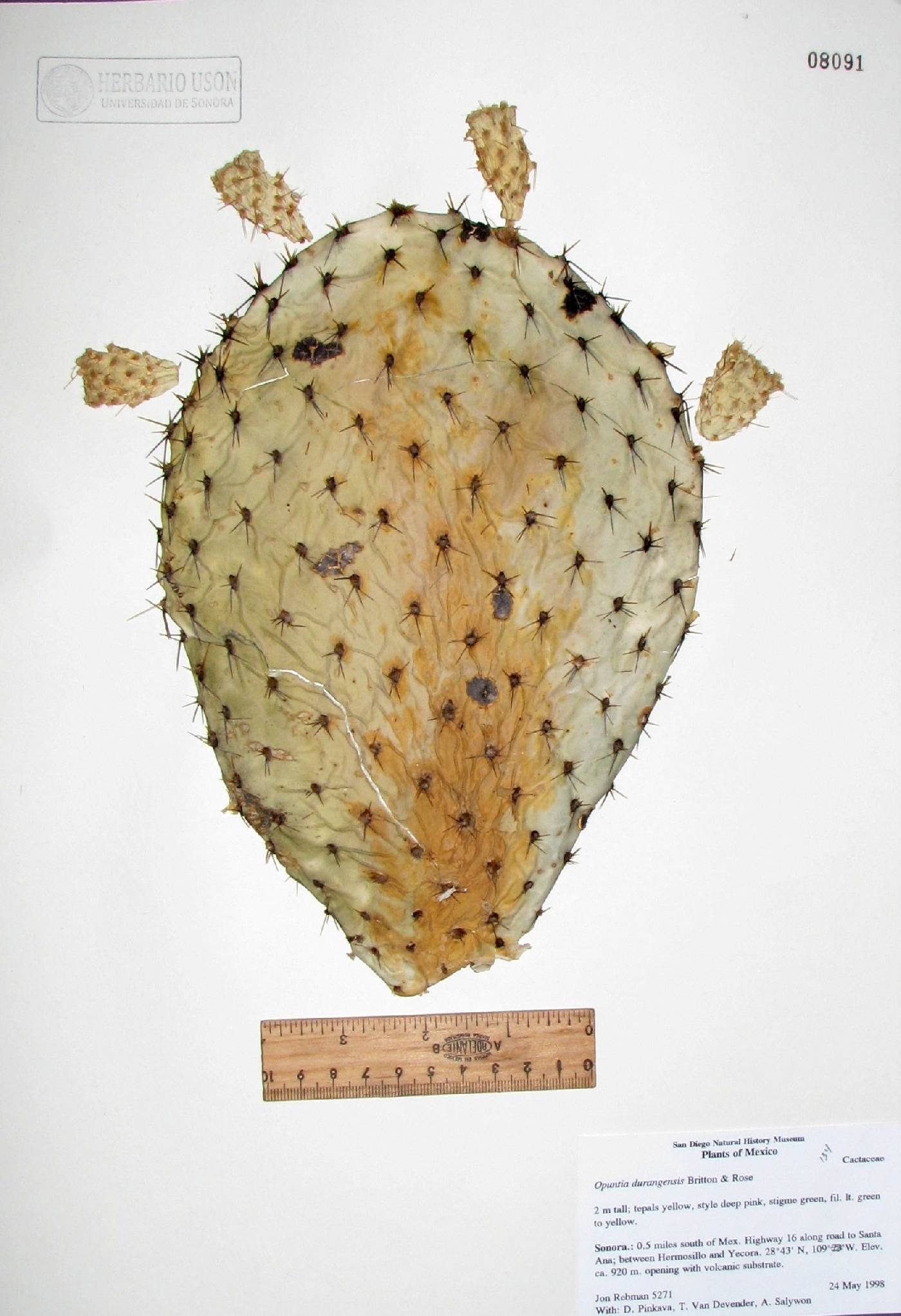 Opuntia leucotricha image