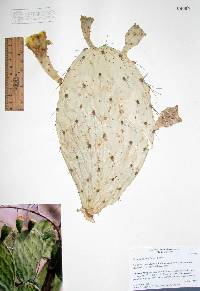 Opuntia wilcoxii image