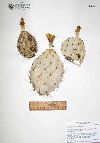 Opuntia phaeacantha image