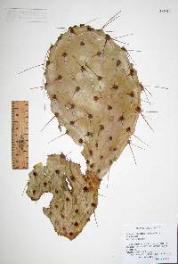 Opuntia engelmannii image