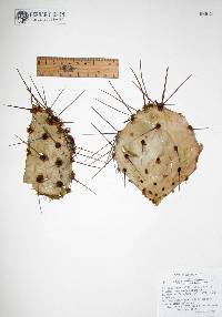 Opuntia phaeacantha image