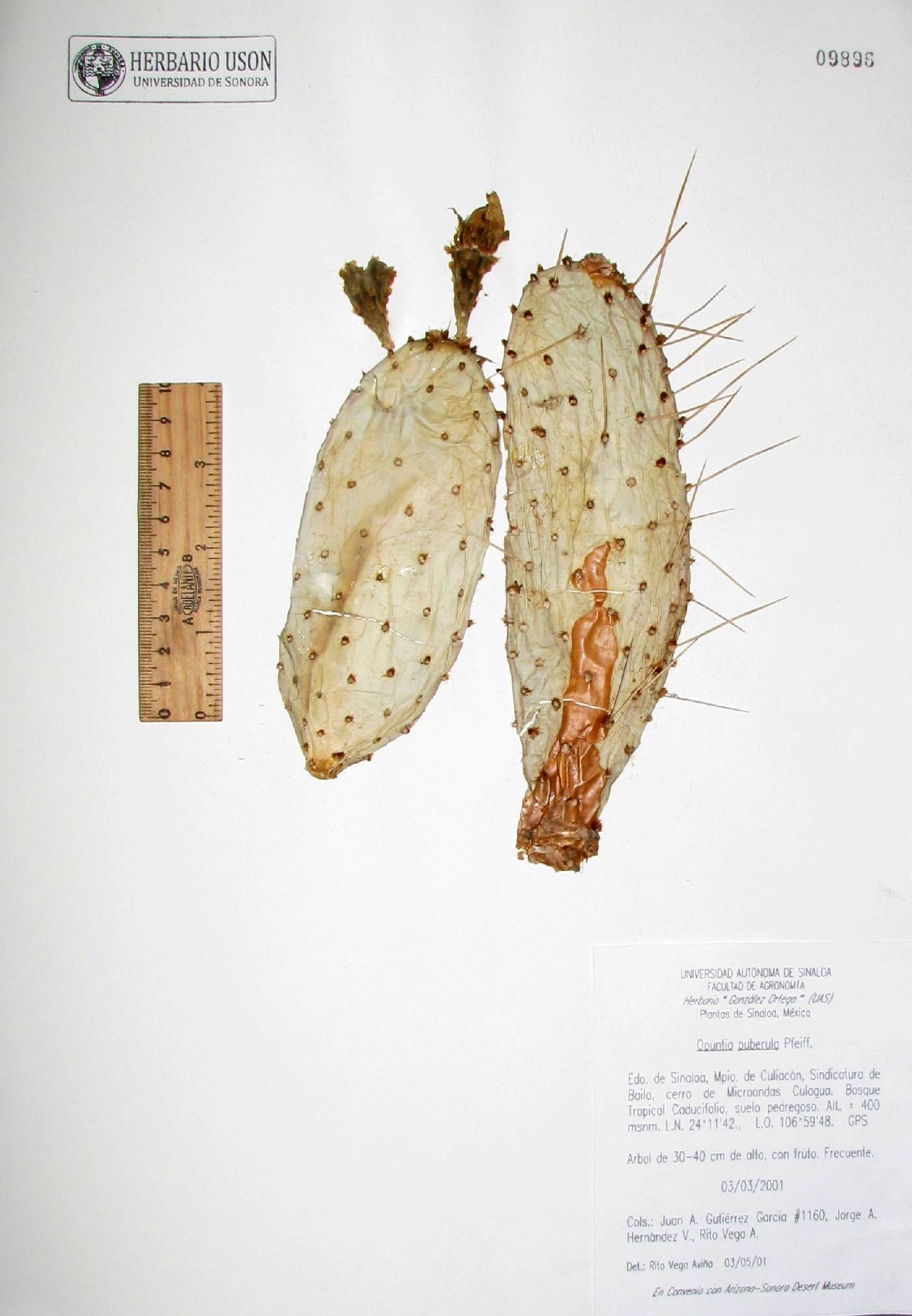 Opuntia puberula image