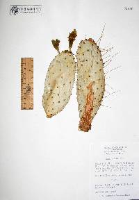 Image of Opuntia puberula