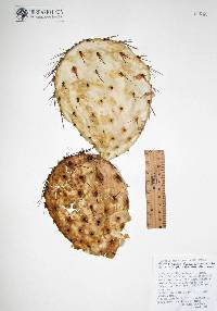 Image of Opuntia tapona